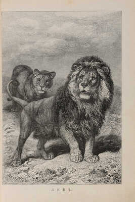 Брэм [Брем] А.Э. Иллюстрированное издание «Жизнь животных», 1893-1896.